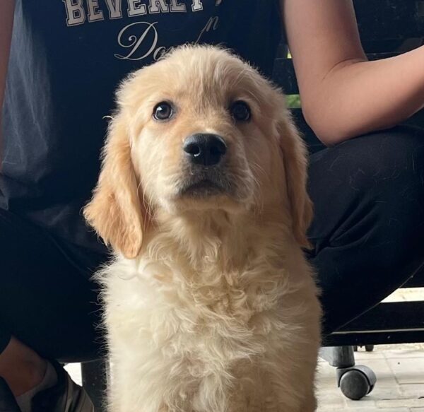 Dexter Golden Retriever