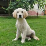 Deyla-female-Golden-puppy-for-sale-1
