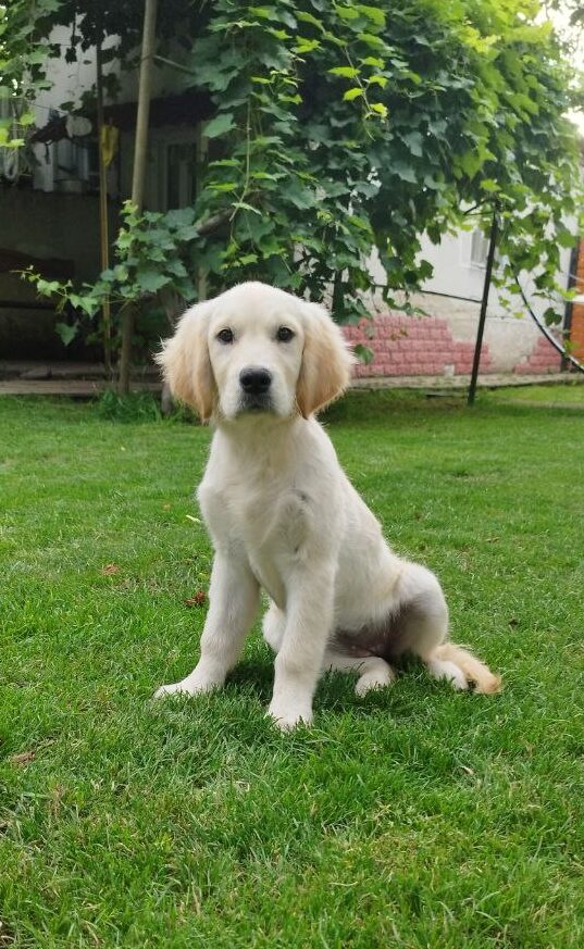Deyla Golden Retriever