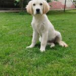 Deyla-female-Golden-puppy-for-sale-2