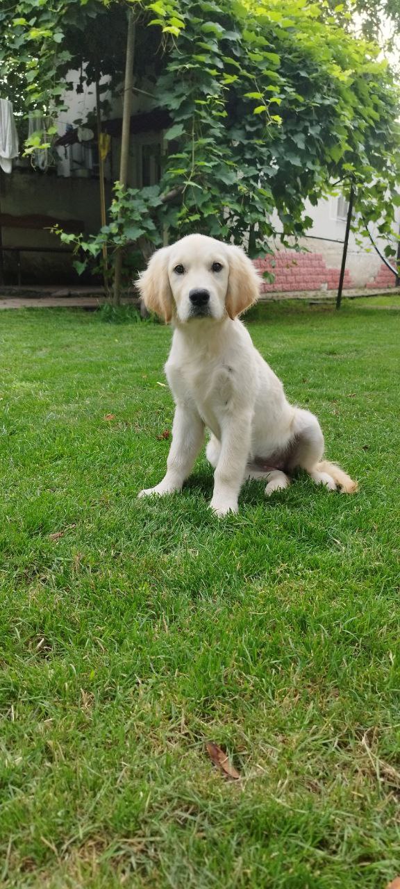 Deyla Golden Retriever