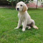 Deyla-female-Golden-puppy-for-sale-3