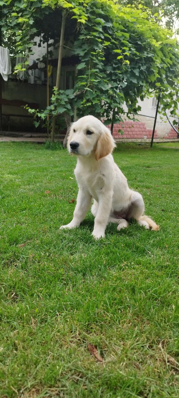 Deyla Golden Retriever