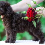 Deymond-male-Poodle-puppy-for-sale-1