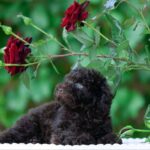 Deymond-male-Poodle-puppy-for-sale-2