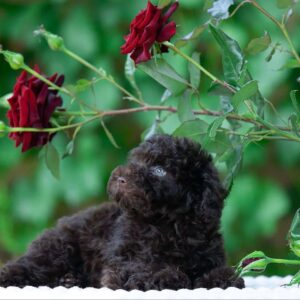 Deymond Toy Poodle