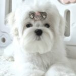 DiCaprio-male-Maltese-puppy-for-sale-1