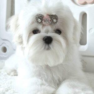 DiCaprio Maltese