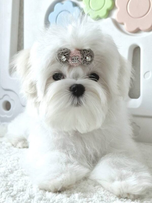 DiCaprio Maltese