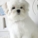 DiCaprio-male-Maltese-puppy-for-sale-2