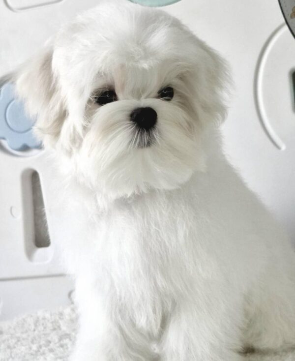 DiCaprio Maltese