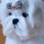 DiCaprio-male-Maltese-puppy-for-sale-3