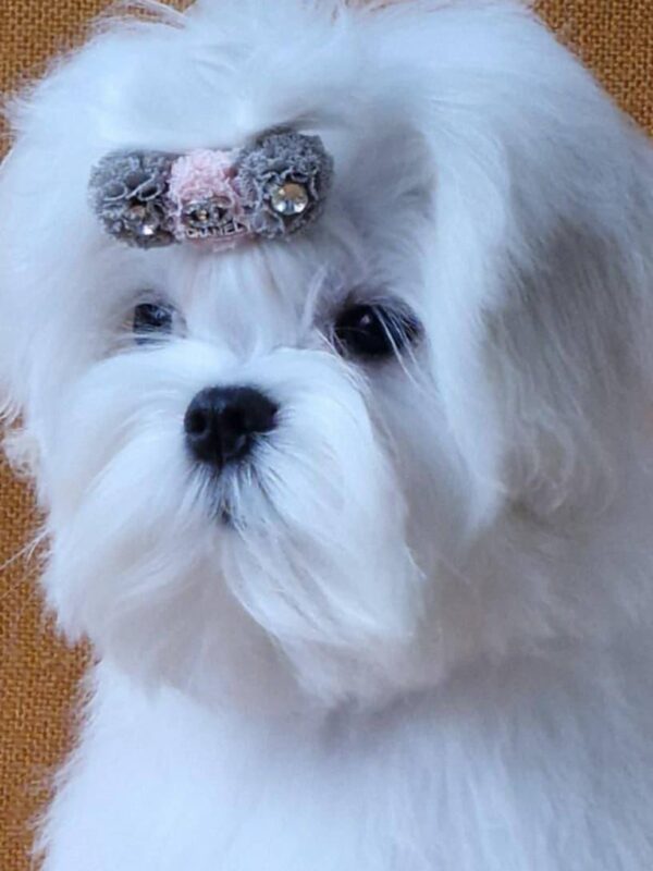 DiCaprio Maltese