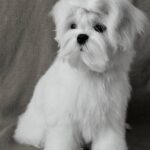 DiCaprio-male-Maltese-puppy-for-sale-4