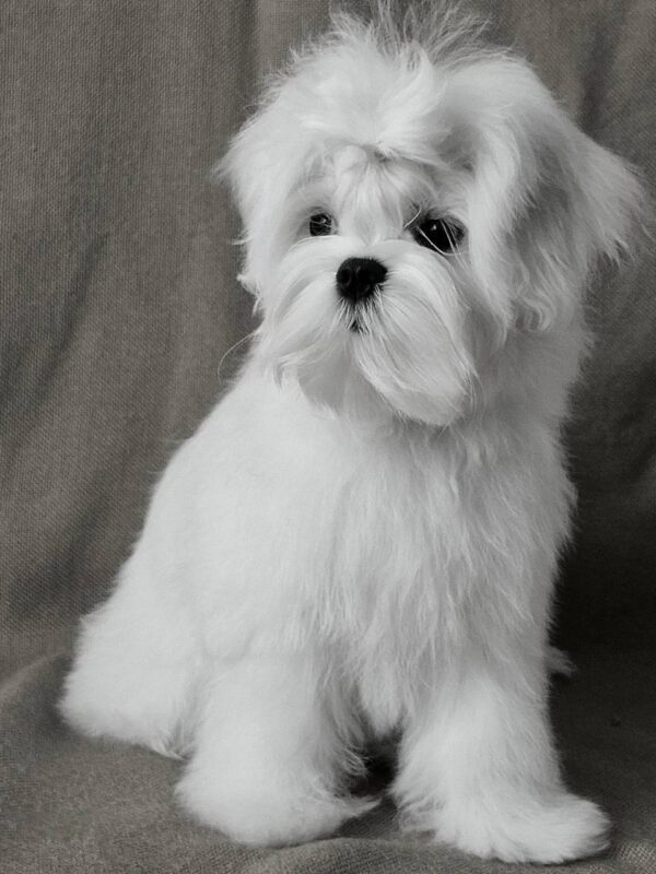 DiCaprio Maltese