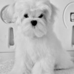 Hoppy Maltese