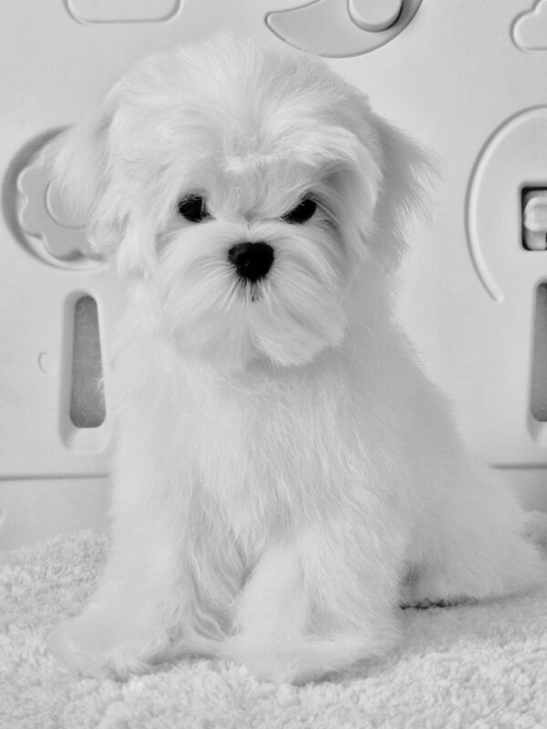 DiCaprio Maltese
