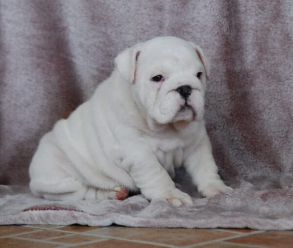 Diana English Bulldog