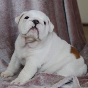 Diana English Bulldog