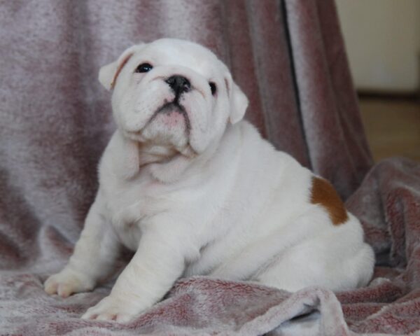 Diana English Bulldog