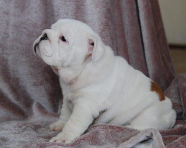 Diana English Bulldog
