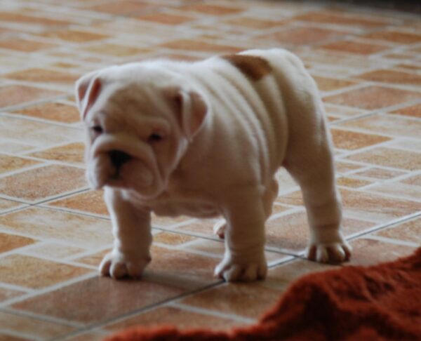 Diana English Bulldog