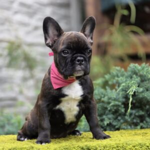Dikuma French Bulldog