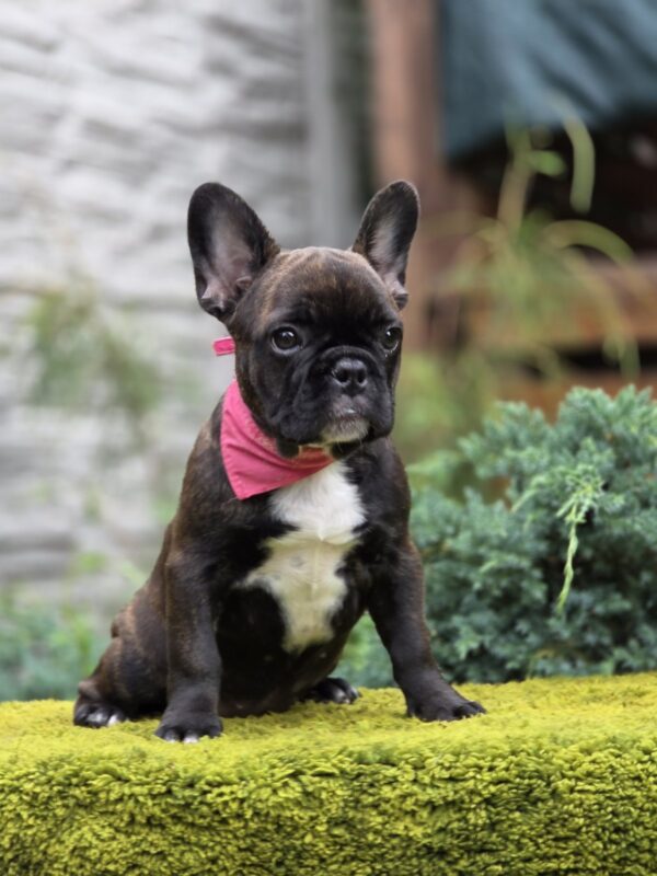 Dikuma French Bulldog