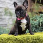 Dikuma-female-french-bulldog-puppy-for-sale-1 (2)