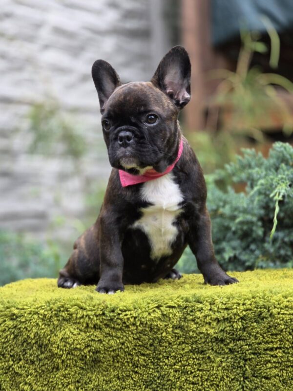 Dikuma French Bulldog