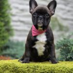 Dikuma-female-french-bulldog-puppy-for-sale-1 (3)