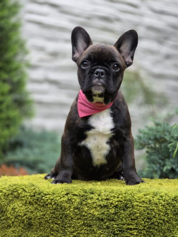 Dikuma French Bulldog