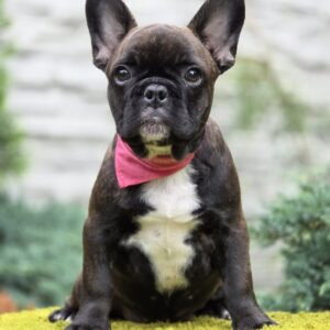 Dikuma French Bulldog