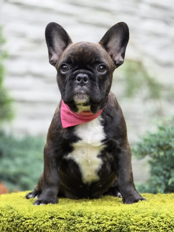 Dikuma French Bulldog