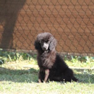 Dixie Miniature Poodle