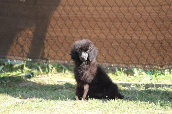 Dixie Miniature Poodle