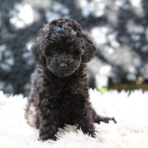 Dixie Miniature Poodle