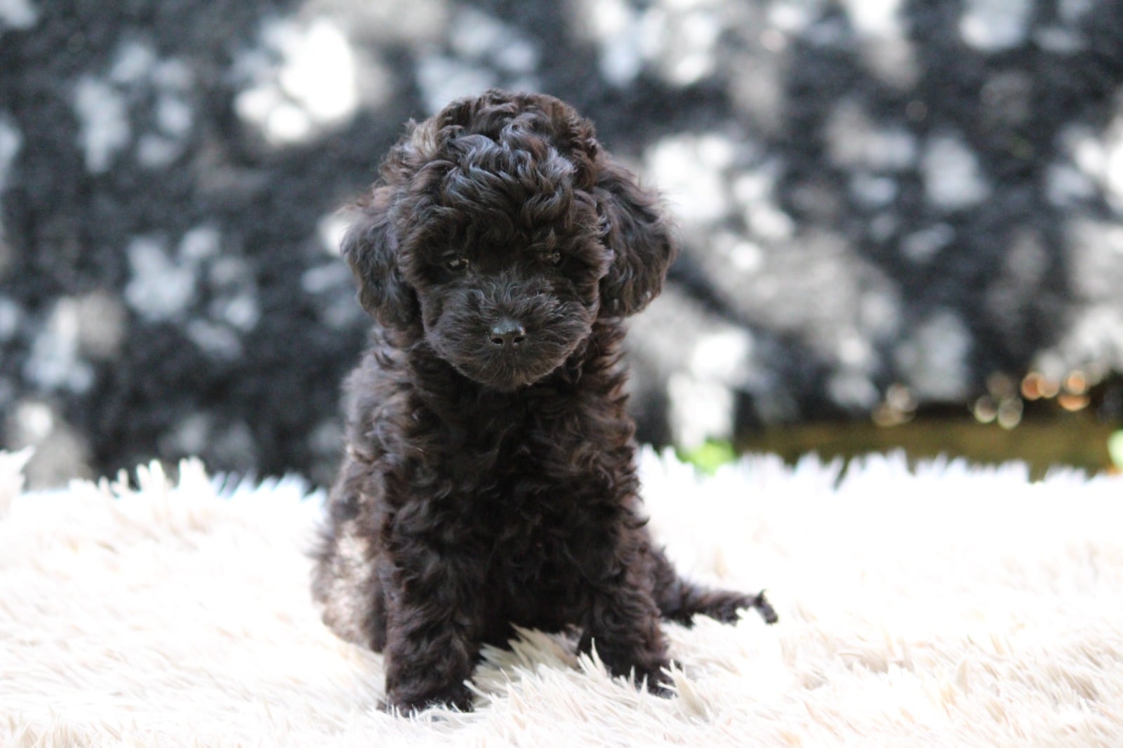 Standard Poodle Black And White Parti Toy Poodle Puppies Small Black And White  Poodle Mini Parti, image size:1600x1066