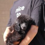 Dixie-female-miniature-poodle-puppy-for-sale- (2)