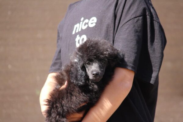 Dixie Miniature Poodle