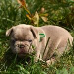 Dolari-female-french-bulldog-puppy-for-sale-1 (2)