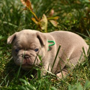 Dolari French Bulldog