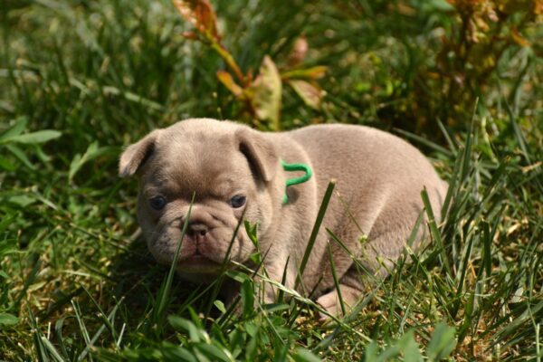 Dolari French Bulldog