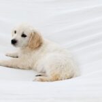 Dolly-female-Golden-puppy-for-sale-1