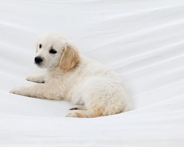 Dolly Golden Retriever