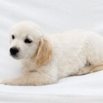 Dolly-female-Golden-puppy-for-sale-2