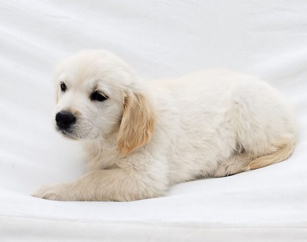Dolly Golden Retriever