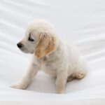 Dolly-female-Golden-puppy-for-sale-3