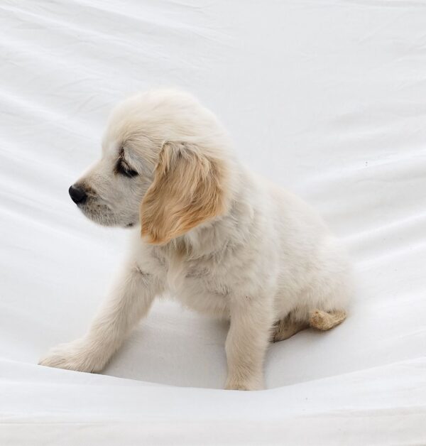 Dolly Golden Retriever