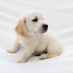 Dolly-female-Golden-puppy-for-sale-4